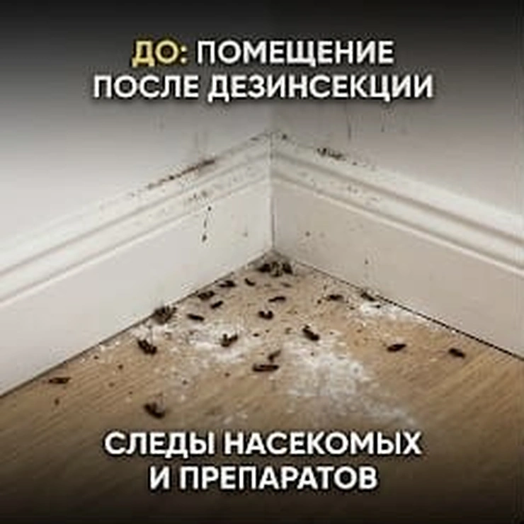 Уборка после дезинсекции